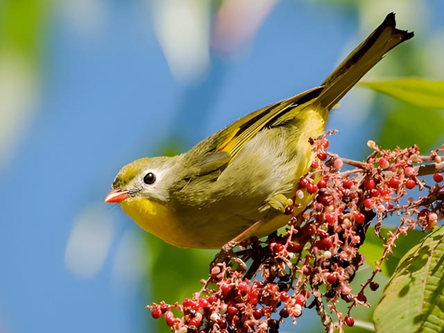 Bird Watching in Sikkim